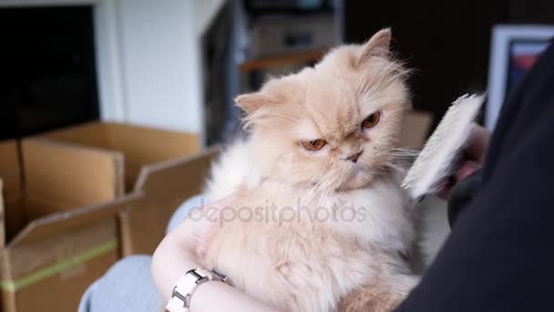 Woman holding persian cat in her arm and combing her fur — Stock Video