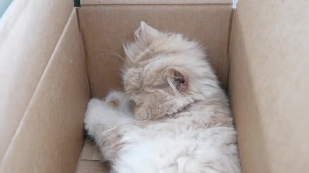 Top shot de gato persa durmiendo cara dentro de caja — Vídeos de Stock