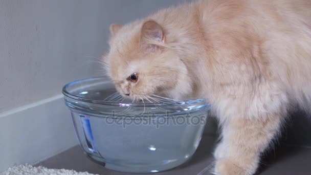 波斯猫在地板上饮水的运动 — 图库视频影像