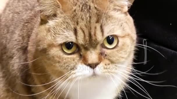 Bewegung Der Gestromten Katze Beim Beobachten Und Spielen Mit Menschen — Stockvideo