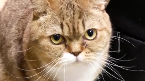 Motion de chat tabby regarder et jouer avec les gens à la maison 
