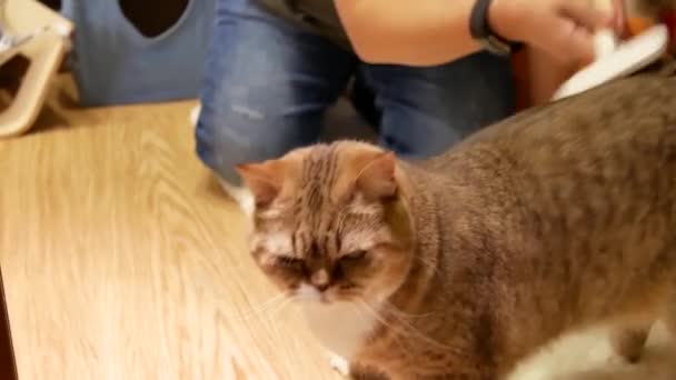 Movimiento Mujer Peinando Piel Gato Casa — Vídeos de Stock