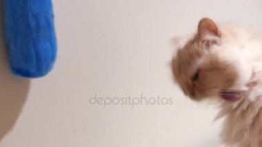 Hareket Farsça kedi evde insanlar oyuncakla oynamak