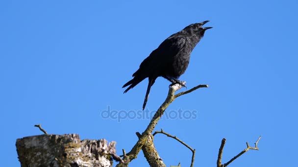 Movimiento Cuervo Negro Sentado Gritando Árbol Contra Cielo Azul — Vídeo de stock