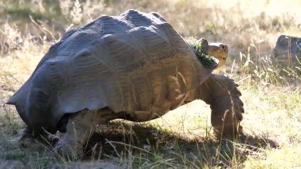 Руху Африканський Spurred Черепаха Переміщення Траві — стокове відео