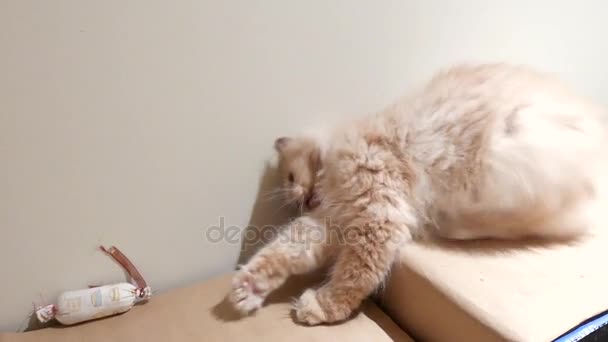 Motion Persian Cat Playing Toy Box Home — Stock Video