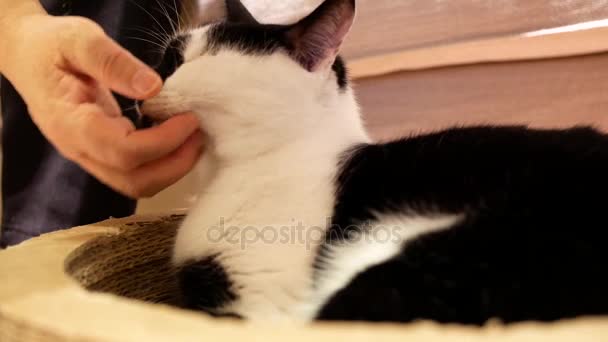 Mouvement Main Femme Touchant Chat Domestique Sur Sol Maison — Video