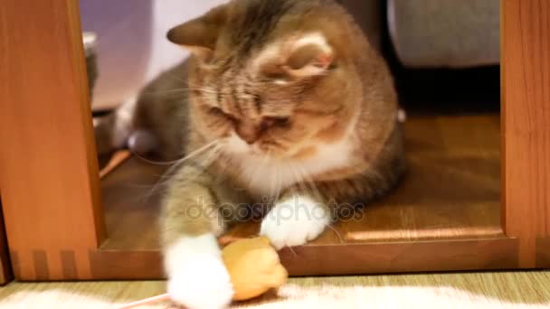 Motion Tabby Cat Playing Toy People Home — Stock Video