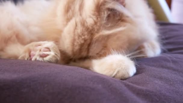 Rörelse Persiska Katt Tvättar Och Slickar Tass Stol Med Upplösning — Stockvideo