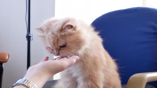 Moto Gatto Persiano Mangiare Gel Rimedio Palla Pelo Sulla Sedia — Video Stock