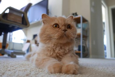 Pers kedisinin hareketi yere yatar.