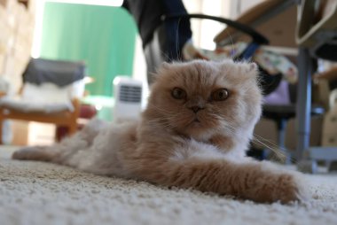 Pers kedisinin hareketi yere yatar.