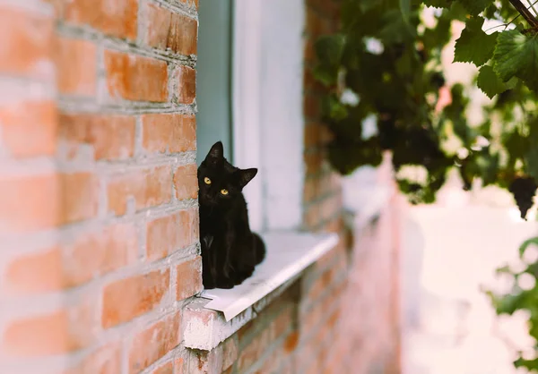 Svart katt på fönstret — Stockfoto