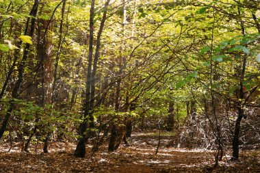 İngilizce bir ormanda ağaçların arasından arıyorsunuz