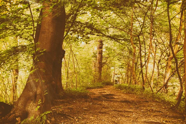 Vue à travers les bois anglais en été — Photo