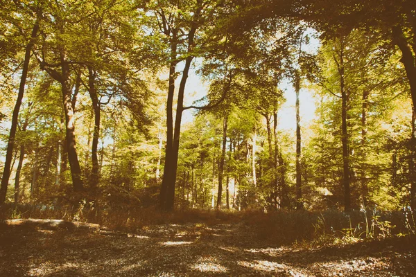 Bela floresta inglesa em uma manhã de primavera — Fotografia de Stock