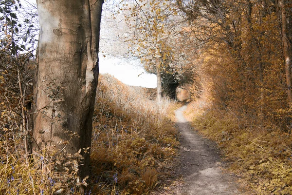 Zien door de bomen op een land-wandeling — Stockfoto