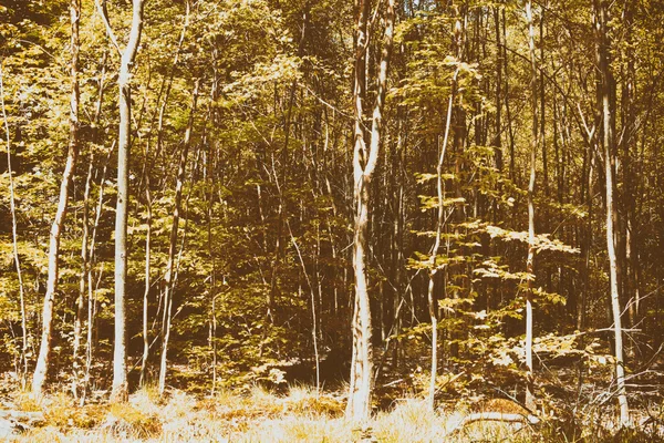 Mirando a través de los árboles en un bosque inglés — Foto de Stock