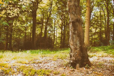 Sabah güneşin İngilizce woodland