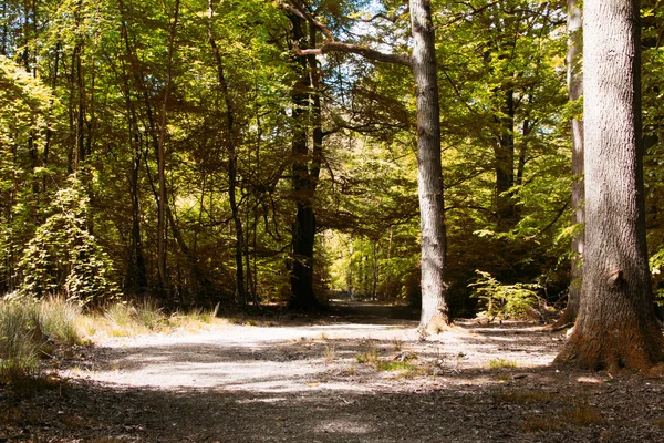 Platteland wandeling met pad door bomen — Stockfoto