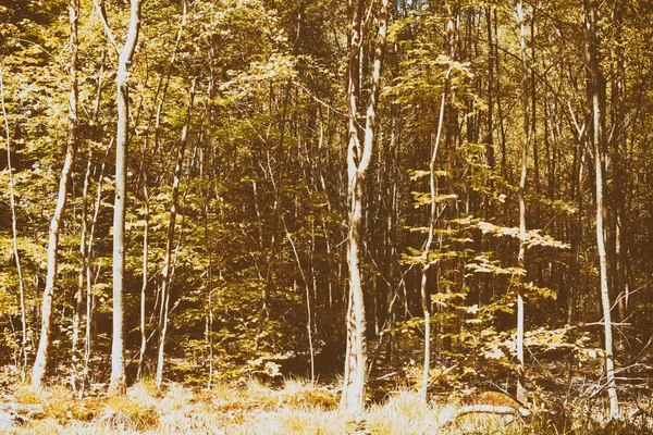 Látszó átmenő a fák egy angol fa — Stock Fotó