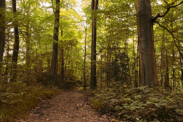 English woodland path with the sun breaking through the leaves — Stock Photo, Image