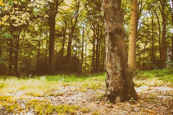 Forêt anglaise au petit matin soleil — Photo