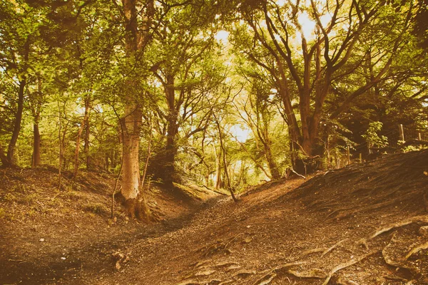 Ver a través de bosques ingleses en el verano — Foto de Stock