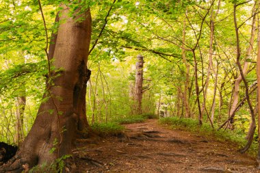Yaz aylarında İngilizce woodland görüntülemek