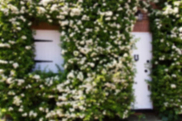 Blumen und Laub, die um eine weiße Tür herum wachsen, unscharf. — Stockfoto