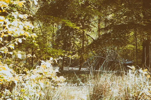 Byggnaden camp av grenar i skogen — Stockfoto