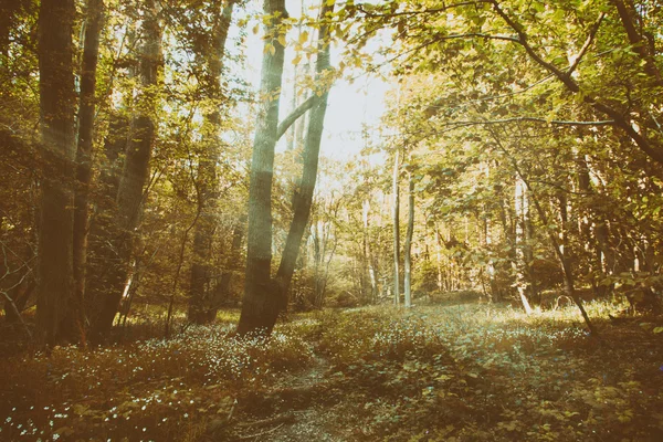 Petite piste animalière menant à travers les bois — Photo