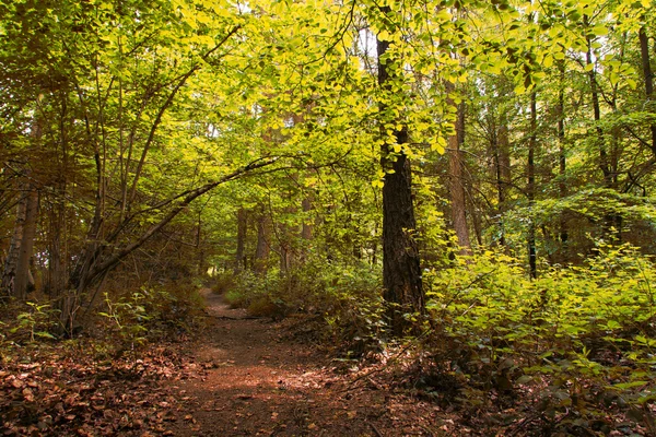 Camino del bosque inglés con el sol rompiendo las hojas —  Fotos de Stock