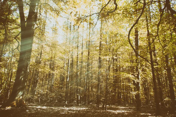 Regardant à travers les arbres dans un bois anglais — Photo