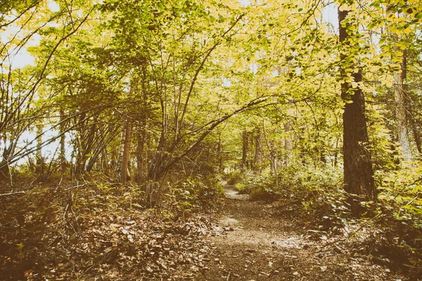 Caminho inglês da floresta com o sol rompendo as folhas — Fotografia de Stock