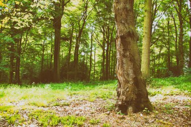 Sabah güneşin İngilizce woodland