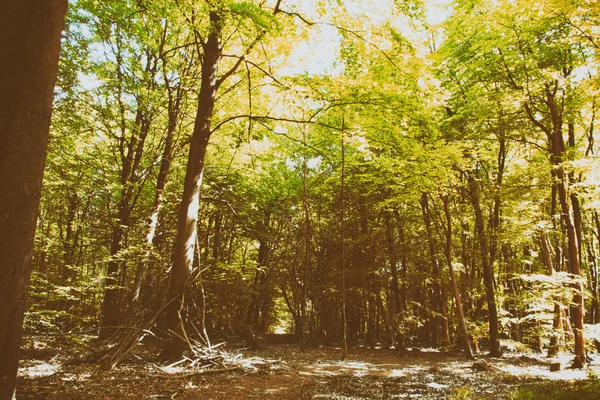 Gebouw kamp uit takken in het bos — Stockfoto