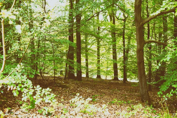 Solen skiner genom träden i och engelska trä — Stockfoto