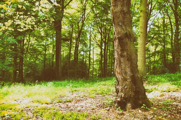 Bosque inglés en el sol de la madrugada — Foto de Stock