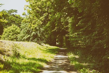 Ağaçlar ve otlar ile patika