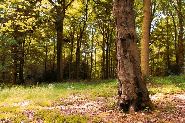 Engelska skogsmark i tidig morgonsolen — Stockfoto