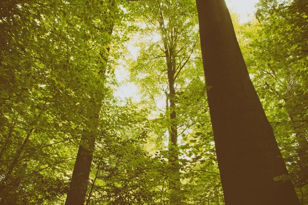 Soleil brille à travers les arbres dans et bois anglais — Photo