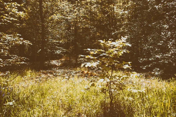 Mirando a través de los árboles en un bosque inglés — Foto de Stock