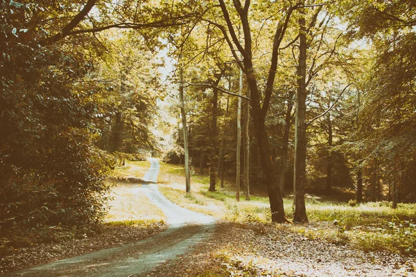 Yaprakları kırma güneş ile İngilizce orman yolu — Stok fotoğraf