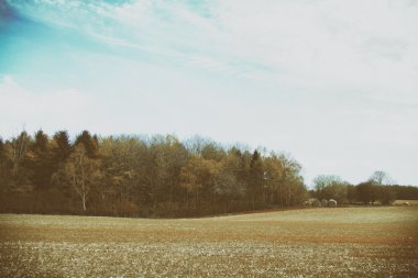 Bir ülke yolda ağaçların arasından görüntülemek