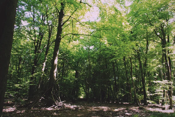 Bygga läger av grenar i skogen Vintage Retro Filter. — Stockfoto
