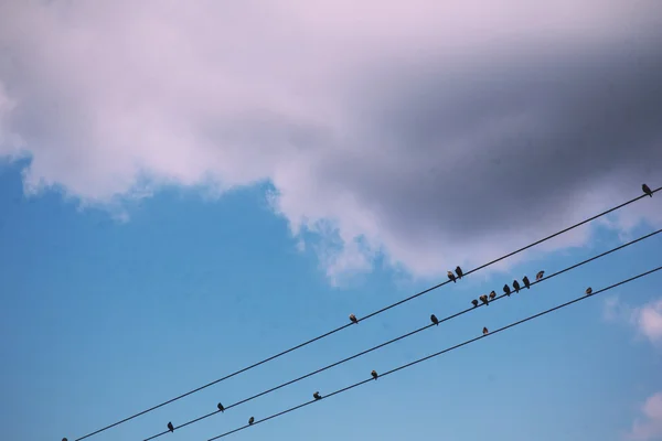 Πουλιά να κάθονται στα σύρματα κατά ένα μπλε ουρανός Vintage ρετρό φίλτρο. — Φωτογραφία Αρχείου