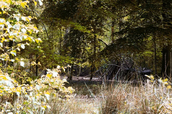 Gebouw kamp uit takken in het bos — Stockfoto