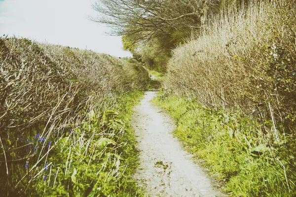 Vue à travers les arbres lors d'une promenade à la campagne — Photo