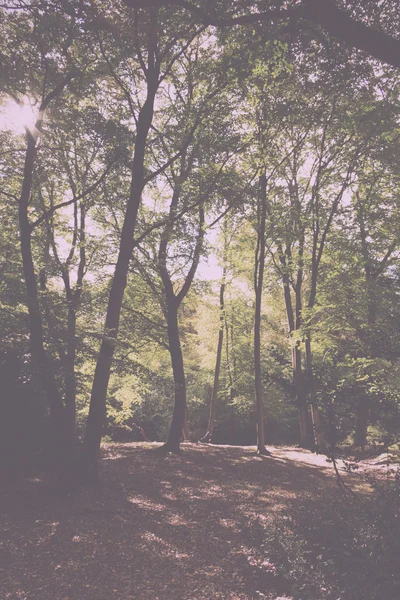 Woodland scen i början av hösten Vintage Retro Filter. — Stockfoto